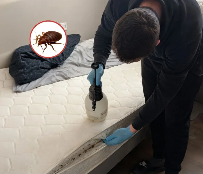 Technicien traitant un matelas contre les punaises de lit à Plessis-Saint-Benoist